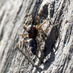 Arasia mollicoma at QPRC LGA - 17 Apr 2024 02:29 PM