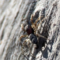 Arasia mollicoma at QPRC LGA - 17 Apr 2024