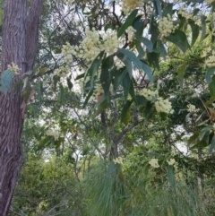 Acacia flavescens (Primrose Ball Wattle) at Clemant, QLD - 16 Apr 2024 by LyndalT