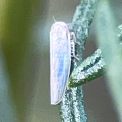 Cicadellidae (family) (Unidentified leafhopper) at Greenleigh, NSW - 17 Apr 2024 by Hejor1