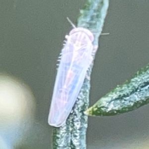 Cicadellidae (family) at QPRC LGA - 17 Apr 2024 04:26 PM