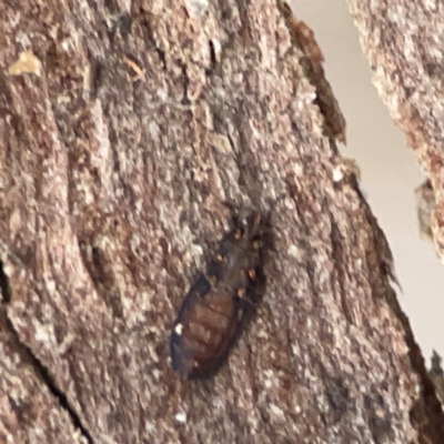 Armadillidium vulgare at QPRC LGA - 17 Apr 2024 by Hejor1