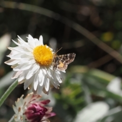 Chrysolarentia euclidiata (Euclidean Carpet) at Bimberi Nature Reserve - 26 Feb 2024 by RAllen