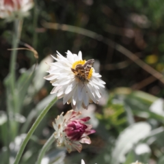 Chrysolarentia euclidiata at Bimberi Nature Reserve - 26 Feb 2024