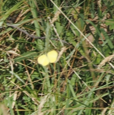 Eurema smilax (Small Grass-yellow) at Brindabella, NSW - 26 Feb 2024 by RAllen