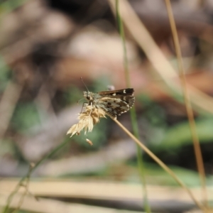 Anisynta monticolae at Brindabella, NSW - suppressed