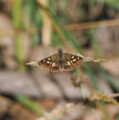 Anisynta monticolae at Brindabella, NSW - suppressed