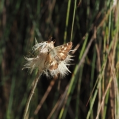 Anisynta monticolae at Brindabella, NSW - suppressed