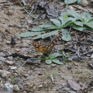 Heteronympha solandri at Namadgi National Park - 26 Feb 2024