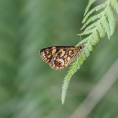 Oreixenica lathoniella at Namadgi National Park - 26 Feb 2024