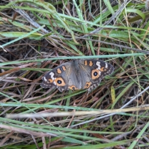 Junonia villida at Ainslie, ACT - 9 Apr 2024 09:33 AM