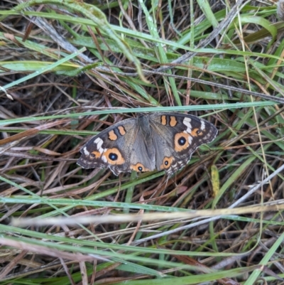 Junonia villida (Meadow Argus) at Ainslie, ACT - 8 Apr 2024 by AmyJB