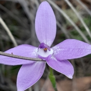 Glossodia major at Black Mountain - 3 Oct 2023