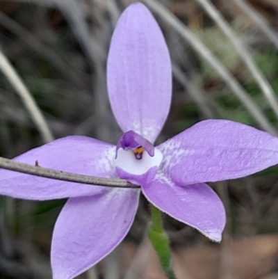 Glossodia major (Wax Lip Orchid) at Black Mountain - 3 Oct 2023 by Venture