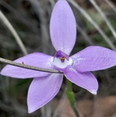 Glossodia major at Black Mountain - 3 Oct 2023