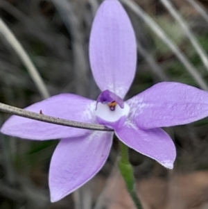 Glossodia major at Black Mountain - 3 Oct 2023