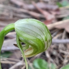 Pterostylis nutans (Nodding Greenhood) at Acton, ACT - 2 Sep 2023 by Venture