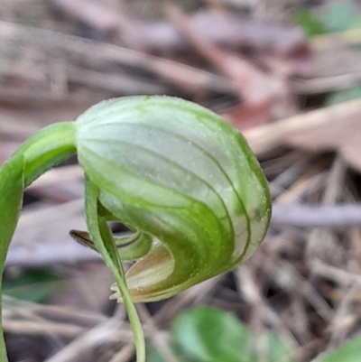 Pterostylis nutans (Nodding Greenhood) at Black Mountain - 2 Sep 2023 by Venture