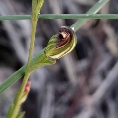 Speculantha rubescens (Blushing Tiny Greenhood) at Acton, ACT - 3 Mar 2024 by Venture