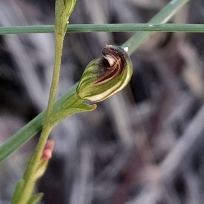 Speculantha rubescens (Blushing Tiny Greenhood) at Acton, ACT - 3 Mar 2024 by Venture