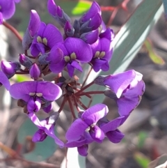 Hardenbergia violacea (False Sarsaparilla) at Black Mountain - 15 Jul 2023 by Venture