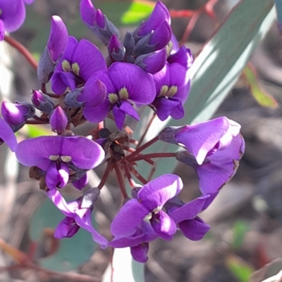 Hardenbergia violacea (False Sarsaparilla) at Black Mountain - 15 Jul 2023 by Venture