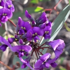 Hardenbergia violacea at Black Mountain - 15 Jul 2023