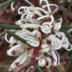 Hakea decurrens subsp. decurrens (Bushy Needlewood) at Acton, ACT - 12 Jun 2023 by Venture