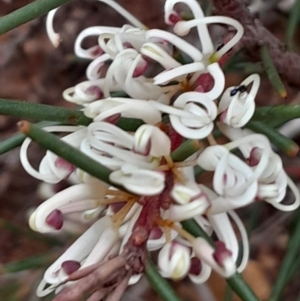 Hakea decurrens subsp. decurrens at Point 4338 - 12 Jun 2023