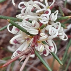 Hakea decurrens subsp. decurrens at Point 4338 - 12 Jun 2023