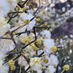 Acacia genistifolia (Early Wattle) at Black Mountain - 20 Jul 2023 by Venture