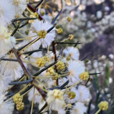 Acacia genistifolia (Early Wattle) at Black Mountain - 20 Jul 2023 by Venture