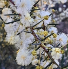 Acacia genistifolia at Black Mountain - 20 Jul 2023 03:45 PM