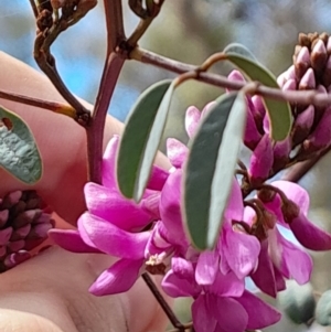 Indigofera australis subsp. australis at Aranda Bushland - 9 Sep 2023