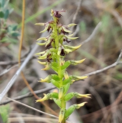 Corunastylis clivicola (Rufous midge orchid) at Aranda, ACT - 10 Feb 2024 by Venture