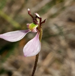 Eriochilus cucullatus at Black Mountain - suppressed