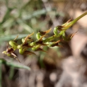 Corunastylis clivicola at Black Mountain - suppressed