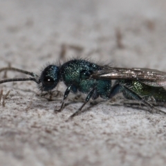 Mutillidae (family) (Unidentified Mutillid wasp or velvet ant) at Lawson, ACT - 15 Apr 2024 by TimL