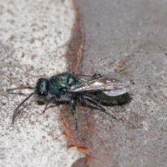 Mutillidae (family) at Lawson North Grasslands - 15 Apr 2024