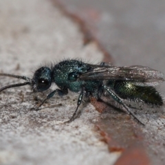 Mutillidae (family) at Lawson North Grasslands - 15 Apr 2024