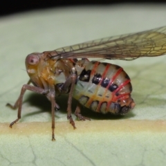 Scolypopa australis at Acton, ACT - 17 Apr 2024 by TimL