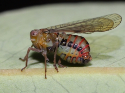 Psyllidae sp. (family) at ANBG - 17 Apr 2024 by TimL