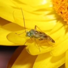 Miridae (family) at ANBG - 17 Apr 2024 12:34 PM