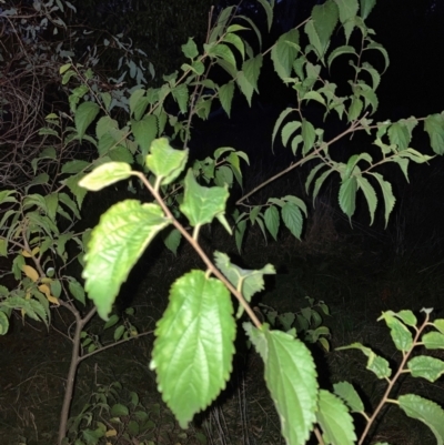 Celtis australis (Nettle Tree) at Mount Majura - 16 Apr 2024 by waltraud