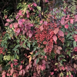 Nandina domestica at Hackett, ACT - 16 Apr 2024