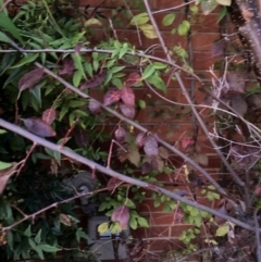 Prunus cerasifera (Cherry Plum) at Hackett, ACT - 16 Apr 2024 by waltraud