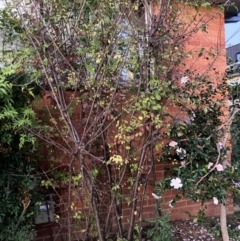 Prunus cerasifera at Hackett, ACT - 16 Apr 2024