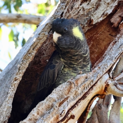 Zanda funerea (Yellow-tailed Black-Cockatoo) at GG162 - 16 Apr 2024 by LisaH