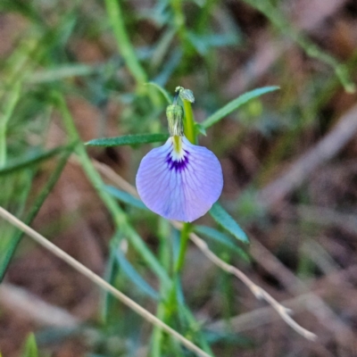 Pigea monopetala (Slender Violet) at Katoomba, NSW - 17 Apr 2024 by MatthewFrawley