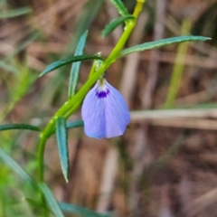 Pigea monopetala at Blue Mountains National Park - 18 Apr 2024